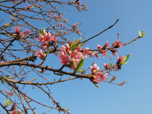Hétindító vers – Kányádi Sándor: Előhang