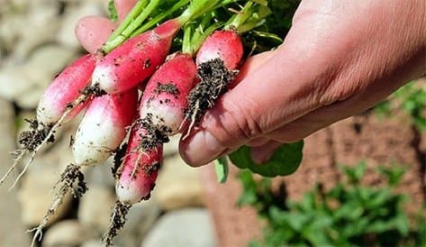 Pályázat Konyhakerti és Kisállattartási szociális földprogram megvalósítására