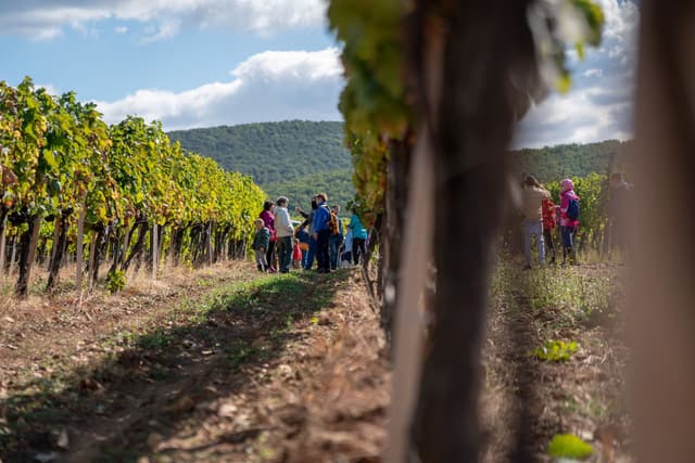 Ének a szőlőből
